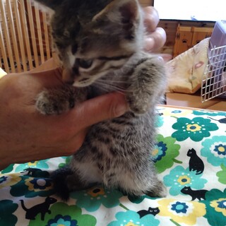 野良猫ちゃんが５匹の赤ちゃん連れて来ました。