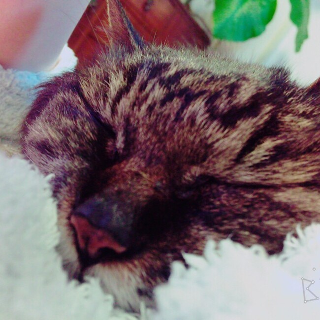 やおちのカバー写真