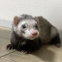 大切にしてくださる方お願いします
