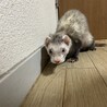 大切にしてくださる方お願いします サムネイル2