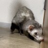 大切にしてくださる方お願いします サムネイル3