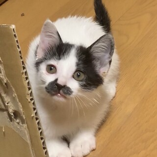 里親決定！白黒ねこのチョビちゃん♡