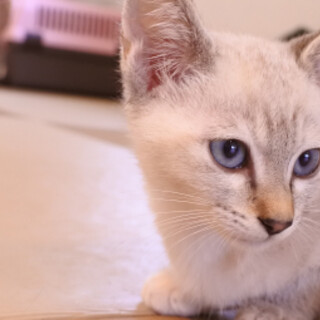 シャムミックスの麦（仮）ちゃん