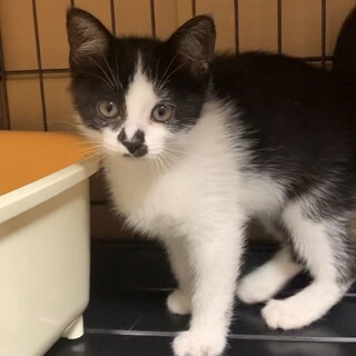 写真追加！元気なハチワレ娘のこはるちゃん♡