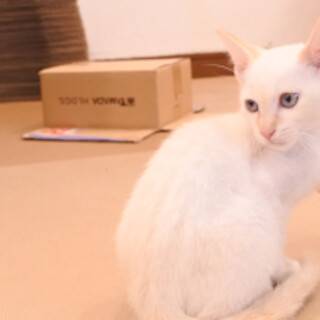 白猫のミルクくん（仮）