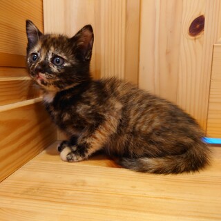 猫好きに人気のサビちゃんです