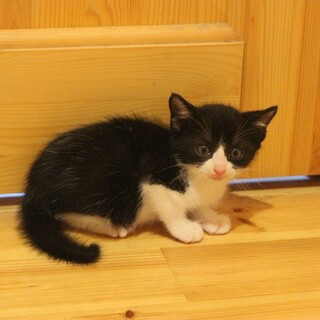 美形なハチワレ君です♪