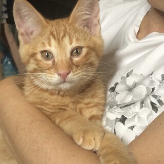 ワンちゃんとも暮らせちゃう！茶トラ君^_^