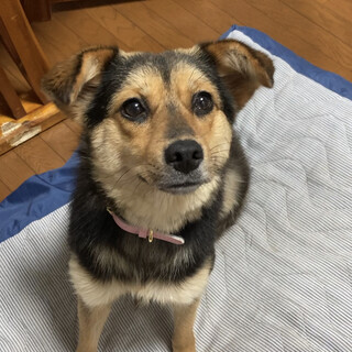 「りせ」女の子