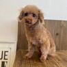 《里親サマ決まりました！》 ･:*+.詩くん サムネイル2