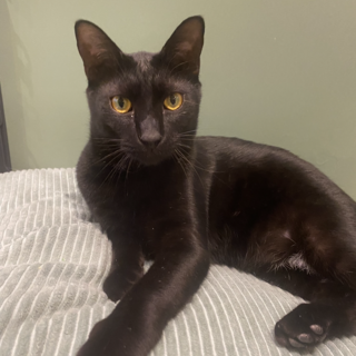 膝のり、あまあま、シモンくん✨黒猫。
