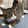 超癒し系猫♡福ちゃん サムネイル6