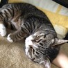 超癒し系猫♡福ちゃん サムネイル7