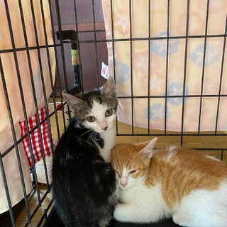 アメショ柄のサバ白ちゃん