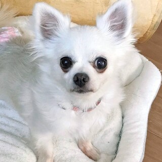 和寒（わっさむ）お膝に乗せて！添い寝も得意♡