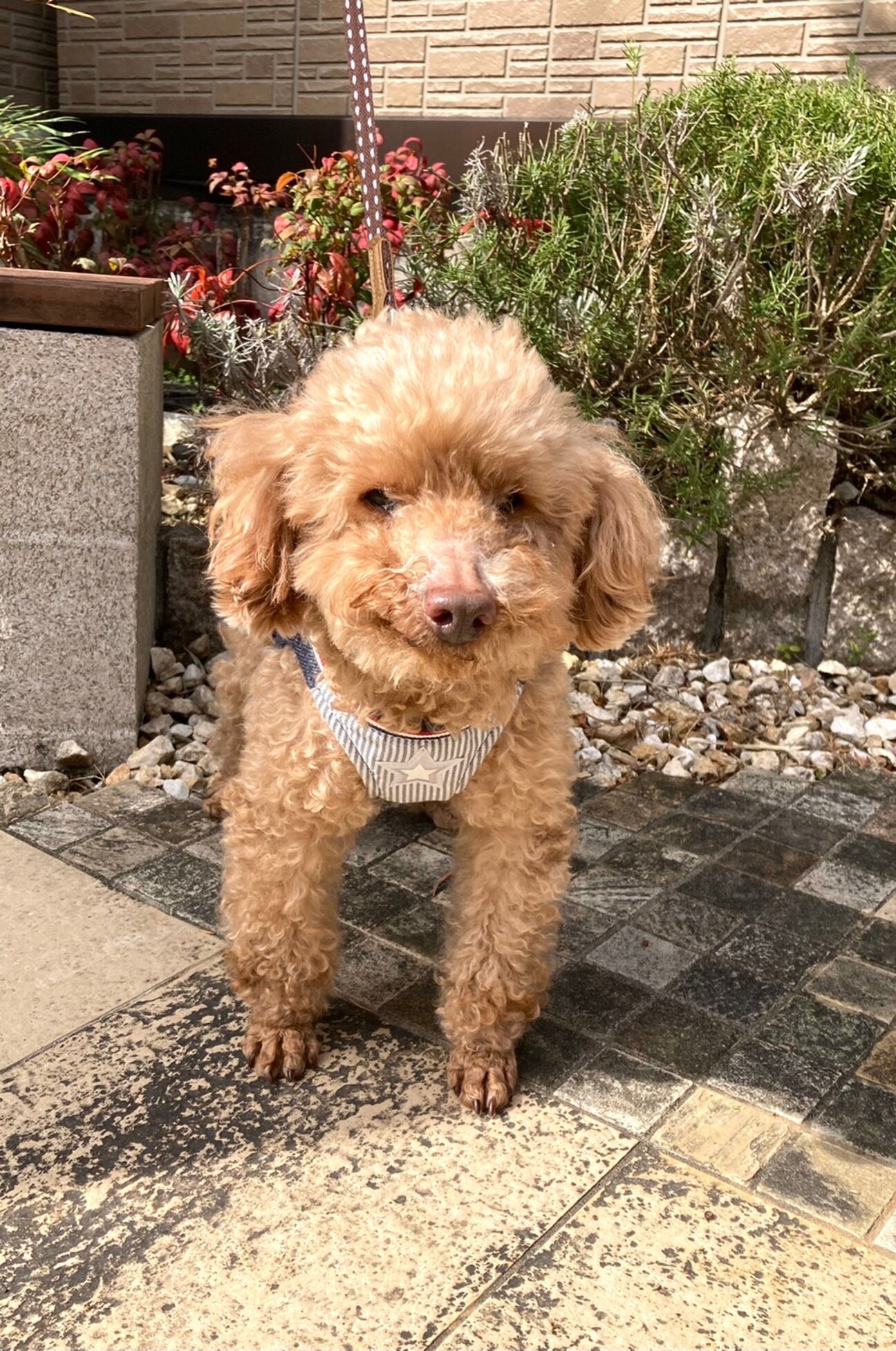 モカ君 9歳トイプードル」大阪府 - 犬の里親募集(391790) 1枚目の