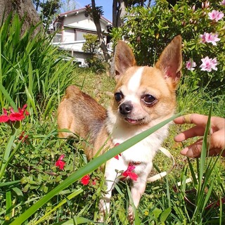 スムースチワワの男の子　せん君