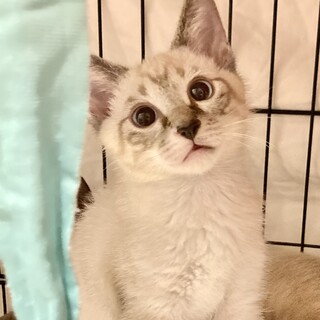 コロンとしたシャムミックス☆てるる君