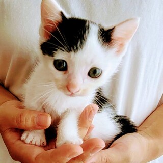 【募集一時停止】お洒落な前髪の可愛い男の子2ヶ月