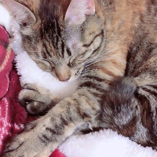 〈急募〉寂しいがりでも思いやりのある猫ちゃんです！