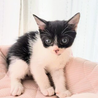 【募集一時停止】呼ぶとすぐ走ってくる子猫