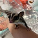 ノーマル フクロモモンガ オス