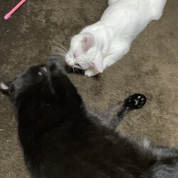 今日のユキ