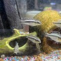ペルマト（幼魚）を育ててください