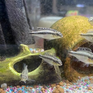 ペルマト（幼魚）を育ててください
