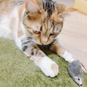 生後2年の三毛猫ちゃんです/トライアル決定