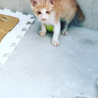 人懐っこい保護猫の里親さん　急募しています