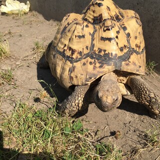 ヒョウモンリクガメ　推定11歳