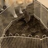 ぽんぽよぽん