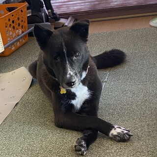 とても穏やかな子