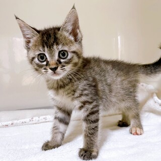 家族が出来ました！紫陽花ちゃん♡