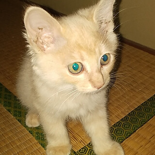 人懐っこいクリーム色・キジトラ子猫里親募集します。