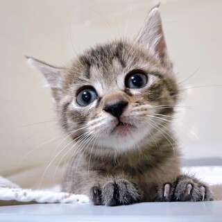 家族が出来ました！睡蓮ちゃん♡