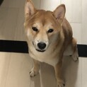 マイペースな柴犬の男の子（11ヶ月）