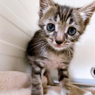 家族が出来ました！明治くん♡