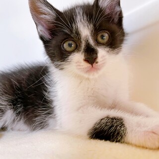 家族が出来ました！いさきちゃん♡