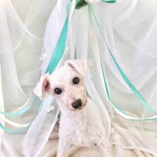 甘えん坊のビションフリーゼ 女の子 8-10歳