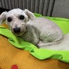 甘えん坊のビションフリーゼ 女の子 8-10歳 サムネイル2