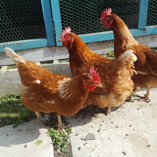 ニワトリ3姉妹の飼い主さん募集します。