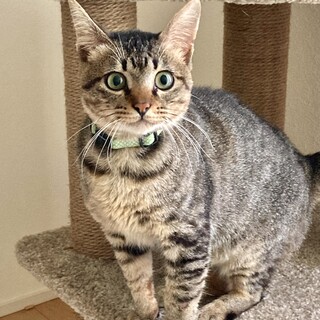 目も顔もまんまる　人懐こいきじ猫うずらくん