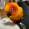コガネメキシコインコ　パートナーには甘えん坊