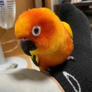 コガネメキシコインコ　パートナーには甘えん坊