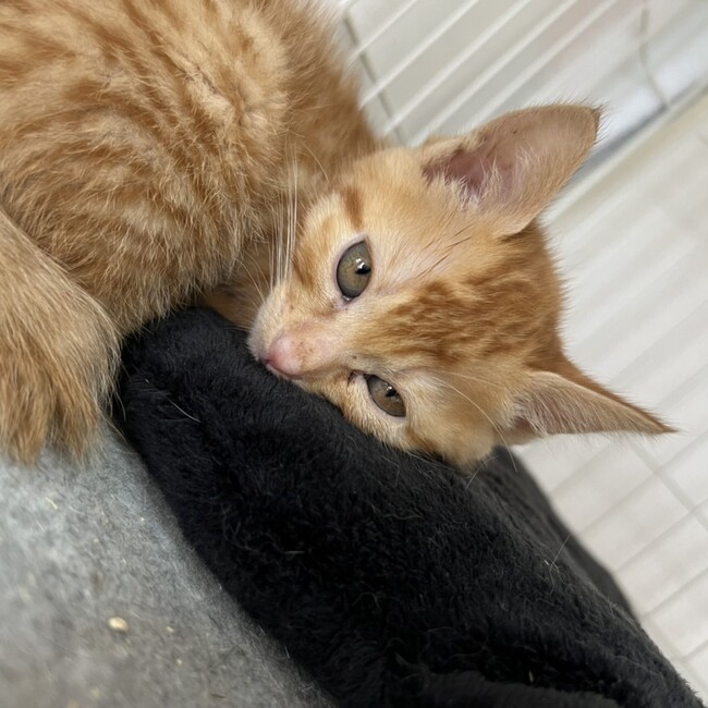 らんれんのカバー写真