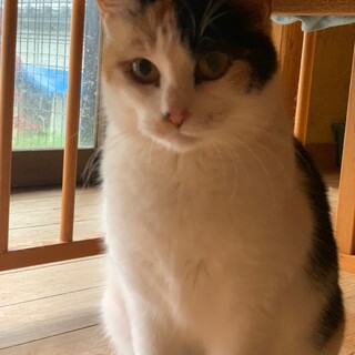 ぽちゃ猫好きさん必見！ぽっちゃり三毛猫のミケたん♡