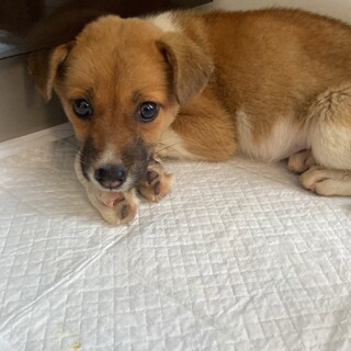 ２ヶ月男の子⭐︎家族を探してます。