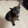 個性的なサビ柄の女の子ラムちゃん サムネイル2